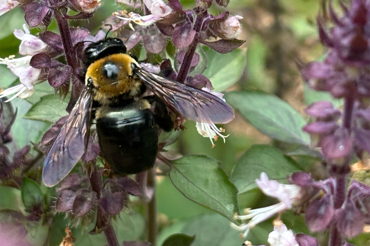 Everyone pitches in to make the burgers and bbq for the back-to-school Pentecost BBQ